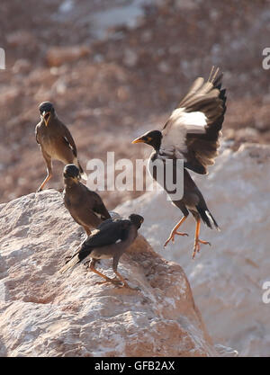 Tubas. 30 juillet, 2016. Myna oiseaux communs sont vus dans la ville cisjordanienne de Tubas, le 30 juillet 2016. La Common Myna est originaire du sud de l'Asie et a été introduite dans de nombreuses autres parties du monde. En 2000, il a été retenue parmi les 100 pires espèces envahissantes par la Commission de la sauvegarde des espèces, Union internationale pour la conservation de la Nature (UICN). © Ayman Nobani/Xinhua/Alamy Live News Banque D'Images