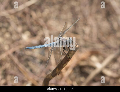 Skimmer carénées mâles Orthetrum coerulescens (libellules) à Surrey, Angleterre Banque D'Images