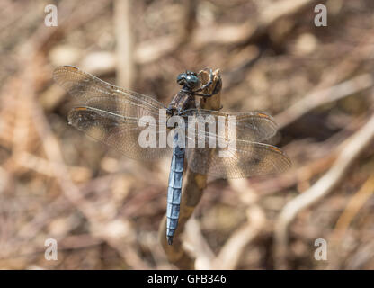 Skimmer carénées mâles Orthetrum coerulescens (libellules) à Surrey, Angleterre Banque D'Images