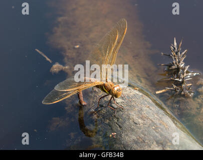 Brown femelle hawker Aeshna grandis (libellules) qui pondent dans l'étang à Surrey, Angleterre Banque D'Images