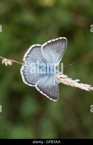 Chalkhill blue butterfly (Polyommatus corydon) dans l'habitat de prairie de craie, UK Banque D'Images