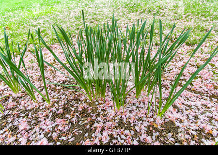 Les fleurs de cerisier japonais sur le sol autour des tiges de la jonquille. Banque D'Images