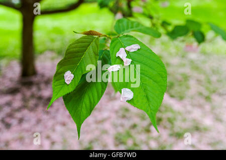 Des pétales de fleurs de cerisier japonais sur les feuilles des arbres Banque D'Images