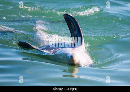 Bottlenosed Dolphins dans l'ouest de l'Australie Banque D'Images