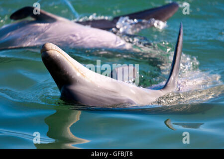 Bottlenosed Dolphins dans l'ouest de l'Australie Banque D'Images