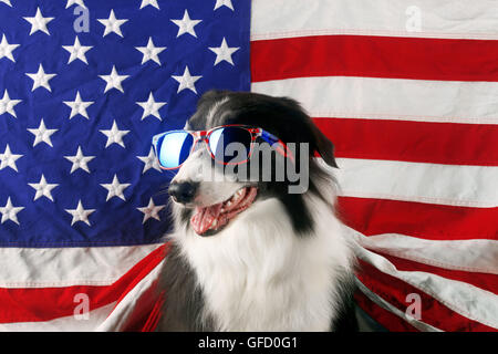 Magnifique border collie devant un drapeau USA avec des lunettes de soleil Banque D'Images