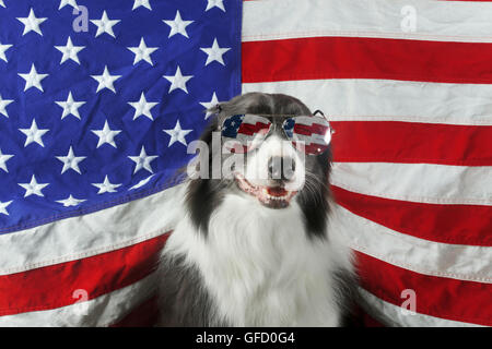 Magnifique border collie devant un drapeau USA avec des lunettes de soleil Banque D'Images