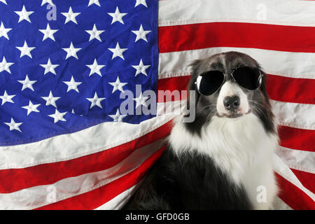 Magnifique border collie devant un drapeau USA avec des lunettes de soleil Banque D'Images