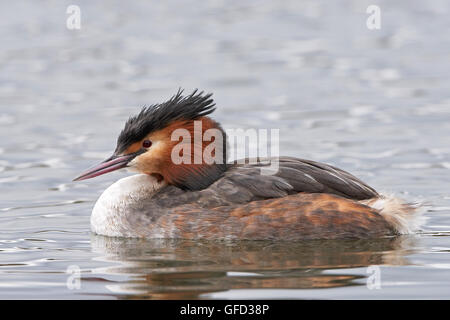 Grèbe huppé natation dans son habitat naturel Banque D'Images