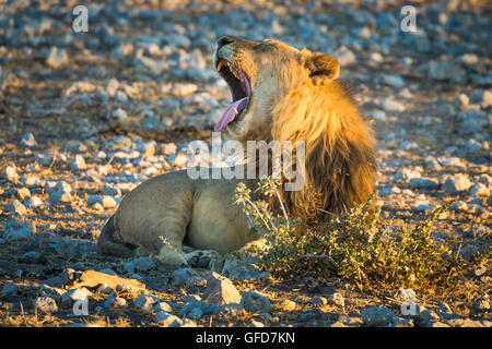 Lion béant dans le parc national d'Etosha, Namibie, Afrique Banque D'Images