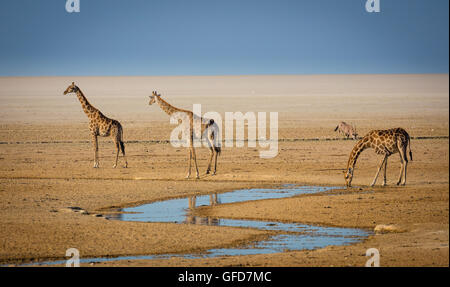 Trois girafes à trou d'eau dans le parc national d'Etosha en Namibie, Afrique Banque D'Images