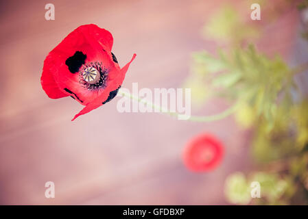 Ladybird Coquelicots Pavot Rouge et les points noirs repéré à Hampton Court Flower Show à Surrey, en Angleterre. Banque D'Images