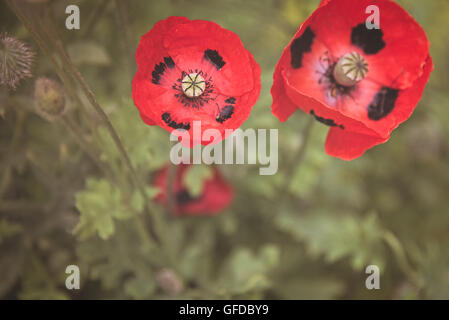 Ladybird Coquelicots Pavot Rouge et les points noirs repéré à Hampton Court Flower Show à Surrey, en Angleterre. Banque D'Images