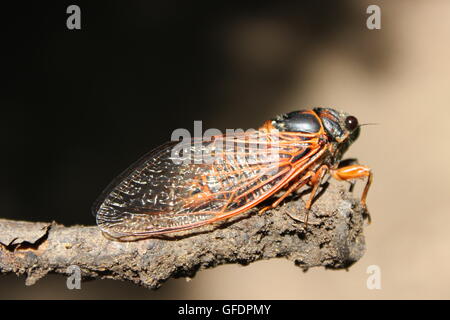 Bug de cigale. Cigale insecte. Macro de cigale à l'horizontale. Cigale sur un bâton Banque D'Images