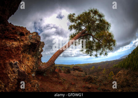 Secteur de l'arbre de pin sur la pente du volcan Teide à Tenerife. L'Espagne. Banque D'Images