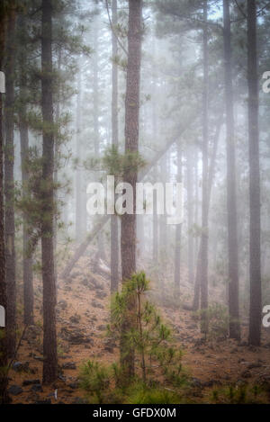 Arbre ou le pin. Des Canaries Tenerife, forêt. L'Europe Banque D'Images