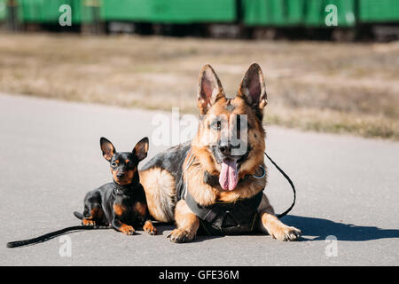 Berger Allemand marron et noir pinscher nain Pincher assis ensemble sur Road Banque D'Images