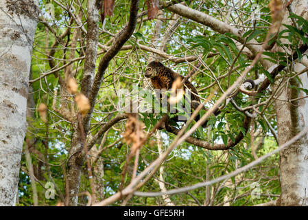 Le Bulbul Bimaculé (ursinus) dans l'arbre. Le Parc National de Tangkoko. Sulawesi. L'Indonésie Banque D'Images