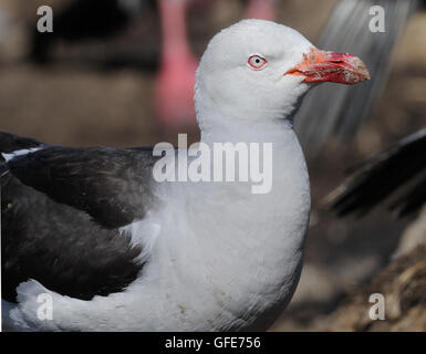 Un dauphin cerclé (Leucophaeus scoresbii) en plumage nuptial en vol. L'Île Saunders, îles Falkland. Banque D'Images