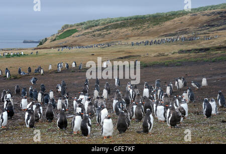 Adultes en mue et les jeunes manchots à longue queue (Pygoscelis papua) et pingouins Megellanic (Spheniscus magellanicus) Banque D'Images