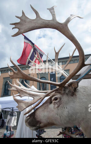 Bergen, Norvège. Une tête de renne en peluche sur l'affichage à un décrochage du marché dans le centre de Bergen. Banque D'Images