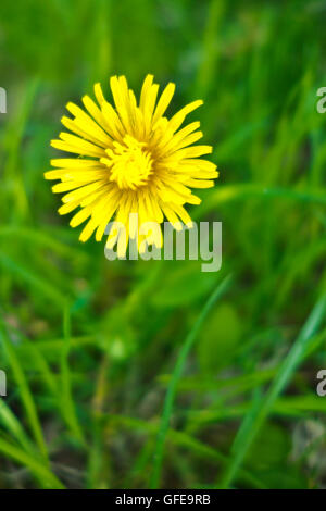 Pissenlit fleur solitaire dans l'herbe Banque D'Images