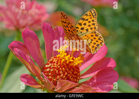 High brown fritillary papillon sur fleur zinnia rose Banque D'Images