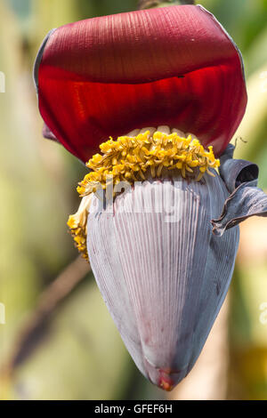 Big banans fleur sur une bananeraie en Inde. Banque D'Images