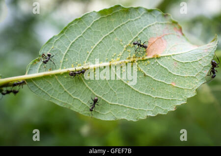 Le miel et la protection des fourmis tendant les pucerons dans leurs soins Banque D'Images