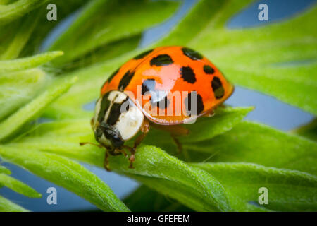 Macro Close up rouge adultes coccinelle sur feuille verte Banque D'Images