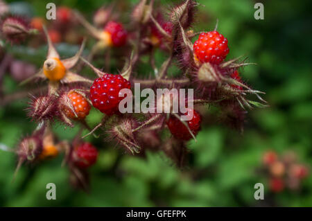 Framboises sauvages asiatique rouge comestible dans l'imagerie macro closeup Banque D'Images