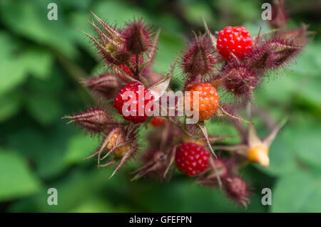 Framboises sauvages asiatique rouge comestible dans l'imagerie macro closeup Banque D'Images