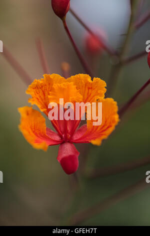 Fleur de paon, scientifiquement connu comme Caesalpinia pulcherrima, fait partie de la famille des pois et peuvent être trouvés dans les tropiques et s Banque D'Images