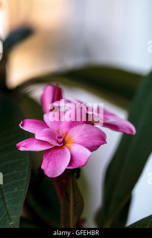 Hawaiian plumeria frangipani, hybride fleurit en été à Hawaï Banque D'Images