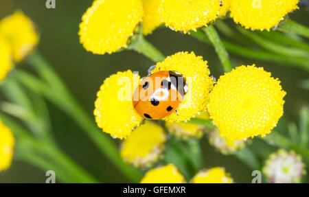 Coccinelle sur fleur jaune close up. Banque D'Images