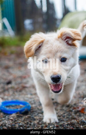 Chiot Golden Retriever enjoué exécutant vers la caméra, jouet dans shot Banque D'Images