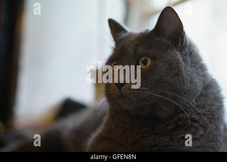 Chat gris assis sur la fenêtre whe Banque D'Images