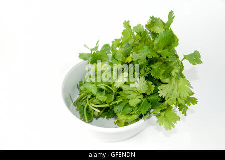 Dentelle de coriandre fraîche (Coriandrum sativum) feuilles sur fond blanc Banque D'Images