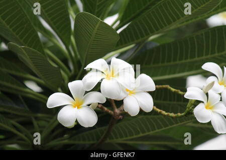 Blanc et jaune Plumeria spp. (Frangipani flowers, Frangipani, arbre pagode ou temple tree lumière naturelle Banque D'Images