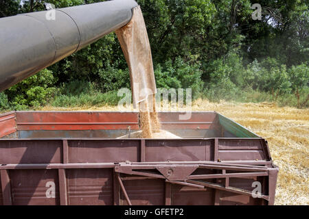 Charge de moissonneuse-batteuse de blé dans la remorque du tracteur au moment de la récolte dans un jour d'été ensoleillé Banque D'Images