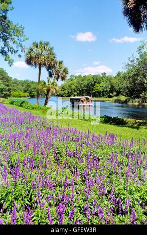 Silver Springs, Floride, Etats-Unis. tour en bateau à fond de verre bateau sur la rivière d'argent à travers de vastes jardins et paysages près de Ocala Banque D'Images