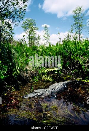 Alligator Alligator mississippiensis, approcher, dans les eaux noires d'okefenokee National Wildlife Refuge, Georgia, USA Banque D'Images