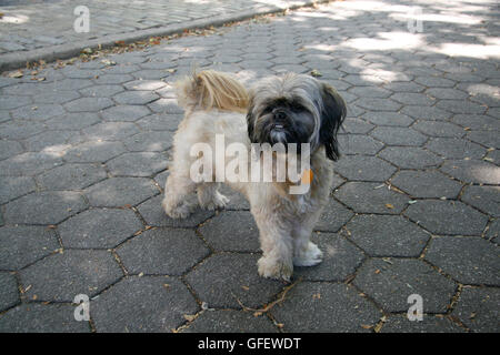 À l'âge de cinq ans, un heureux mélange de tzu de shih chien pose dans le parc à une journée d'été. Banque D'Images