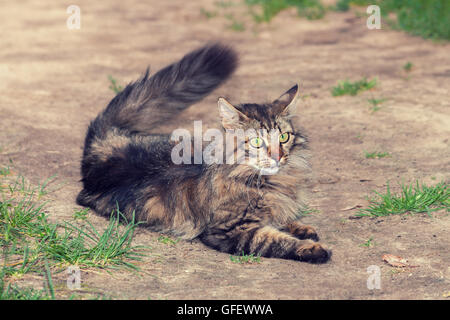 Chat couché sur la saleté de la route rurale Banque D'Images