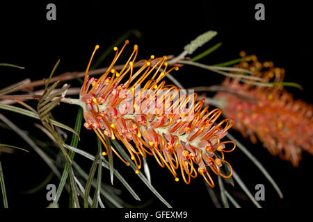 Lumineux spectaculaires fleurs orange foncé, feuilles vertes et d'arbustes indigènes australiens Grevillea Barbara miel sur fond noir Banque D'Images