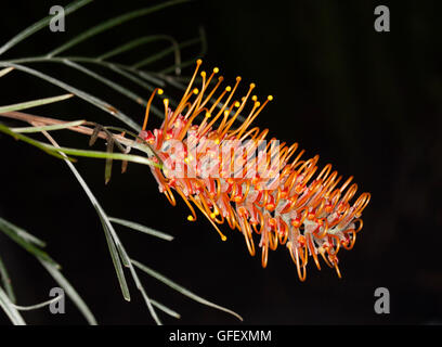 Lumineux spectaculaires fleurs orange profond & feuilles vert clair de Grevillea arbuste indigène australienne Barbara miel sur fond sombre Banque D'Images