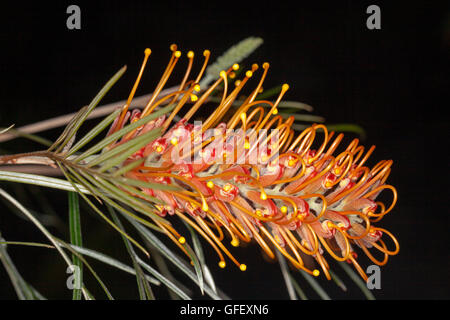 Lumineux spectaculaires fleurs orange profond & feuilles vert clair de Grevillea arbuste indigène australienne Barbara miel sur fond sombre Banque D'Images