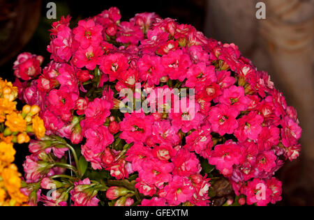 Close-up of cluster dense de couleurs rouge / rose double fleurs de plante succulente Kalanchoe blossfeldiana hybrid Banque D'Images