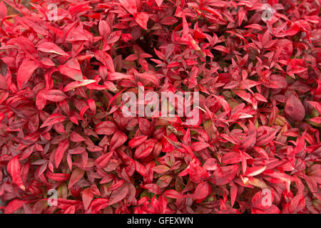 Masse de feuilles rouge vif spectaculaire de La Nandina domestica, une croissance faible arbuste jardin connu sous le nom de bambou sacré. Banque D'Images