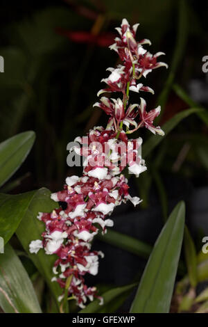 Pointe de rouge foncé et de fleurs blanches et de feuilles vertes de l'Oncidium orchidée parfumée, "Heaven Scent Redolence' sur fond sombre Banque D'Images